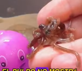 L0402006 small octopus living in shell (Parte 2)