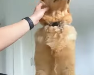 L0402005 man adopted golden retriever who couldn have children (Parte 2)