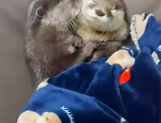 L0402001 Otter Connection (Parte 2)