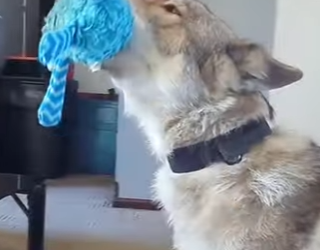 L0402002 man rescues an exhausted coyote river (Parte 2)