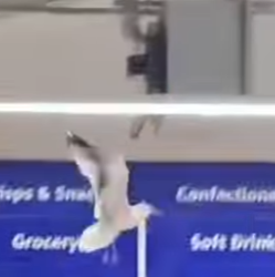 L0402007 His seagull friend stood nearby, laughing at him (Parte 2)