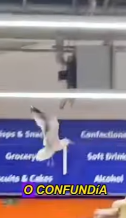 L0402007 His seagull friend stood nearby, laughing at him (Parte 2)