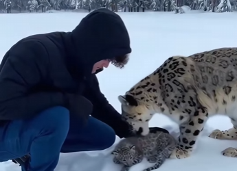 F0402003 rescued snow leopard fell into water (Part 1)