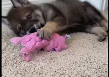 F0402004 mother wolf gave her child to me (Part 2)