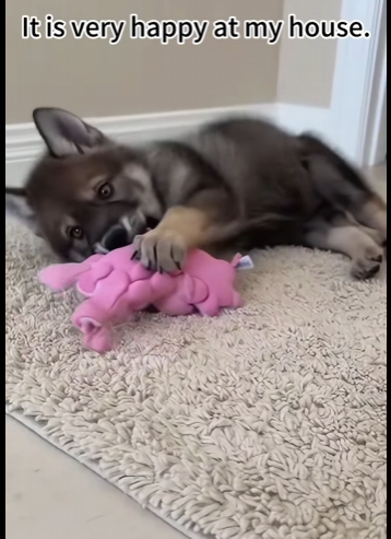 F0402004 mother wolf gave her child to me (Part 2)