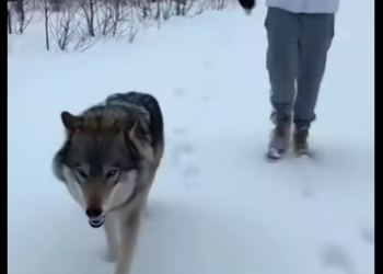 F0402001 story between man wolf family (Part 2)