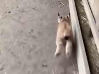 P0502012 lynx cub was nursing nanny goat (Part 2)