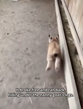 P0502012 lynx cub was nursing nanny goat (Part 2)