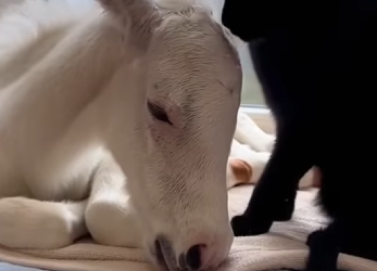 P0502002 Wish my cat could adopt an animal (Part 2)