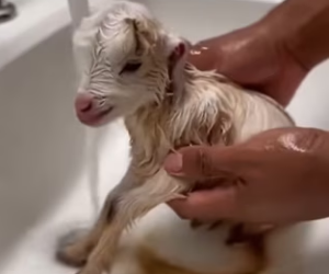 P0502010 friendship story between lion goat (Parte 2)