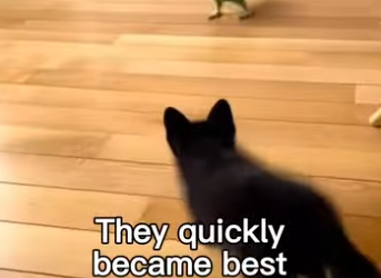 P0502004 fox cub became family (Part 2)