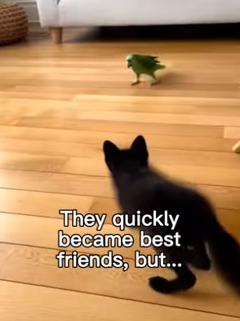 P0502004 fox cub became family (Part 2)