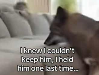 P0502008 Man domesticates wolf (Part 2)