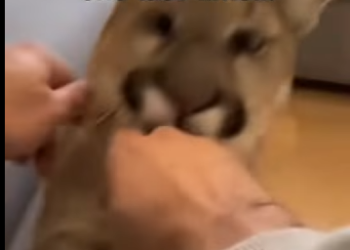 P0502001 Mountain lion was saved before it was too late (Part 2)