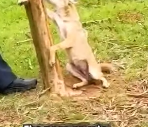 I0402004 Hearing her desperate howls, officers rushed to he (Part 2)