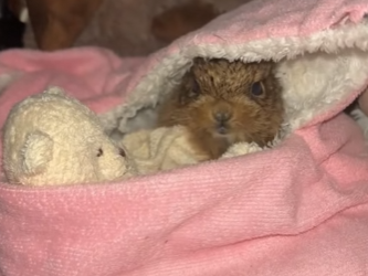 A0502004 Conejo rescatado (Parte 2)