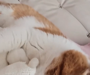 A0502006 What did monkey do to get chased beaten by lion (Parte 2)