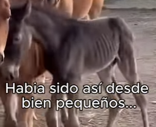 O3101011 Una vida mas fue cuidada (Parte 2)