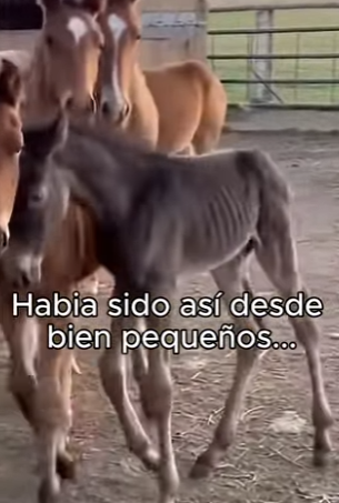 O3101011 Una vida mas fue cuidada (Parte 2)