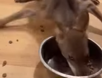 A0502002 Rescatar al lobo (Parte 2)