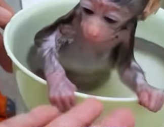 A0502005 Workers rescued monkey (Parte 2)