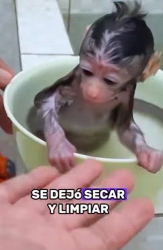 A0502005 Workers rescued monkey (Parte 2)