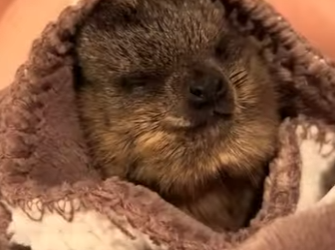 A0502001 Rescatando marmotas (Parte 2)