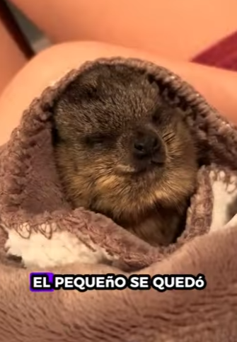 A0502001 Rescatando marmotas (Parte 2)