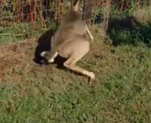 A0502003 Rescatar al ciervo (Parte 2)