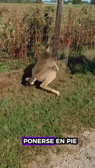 A0502003 Rescatar al ciervo (Parte 2)