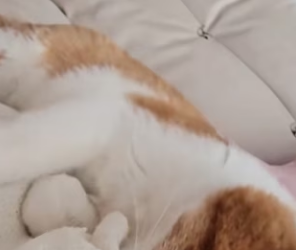 R0802001 want to help it (Parte 2)