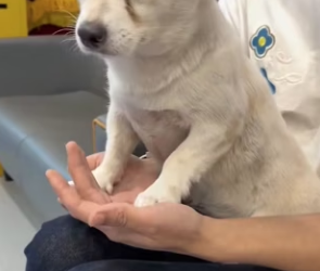 R0802002 It shouldn have to bear kind of pain (Parte 2)