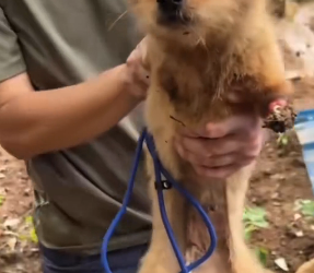 R0802003 God bless, your sunshine will finally bloom (Parte 2)