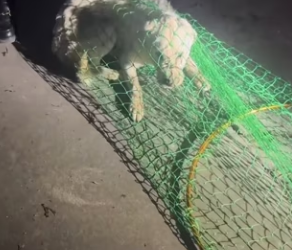 R0802004 It has lost all hope humanity (Parte 2)