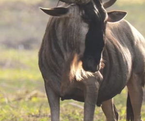 R0802005 Showdown Between Calving Female Zebra Starving Lioness (Parte 2)