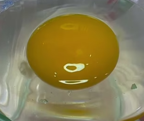 R0802006 found an egg, almost ate it (Parte 2)