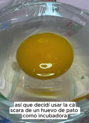 R0802006 found an egg, almost ate it (Parte 2)