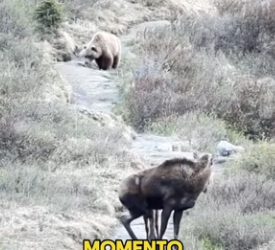 R0802007 Mothers Battle Mother Moose vs. Grizzly Bear (Parte 2)