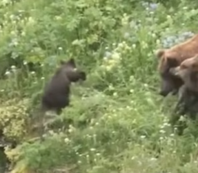 R0802008 mother bear fiercely protects her cubs, confronting male bear (Parte 2)