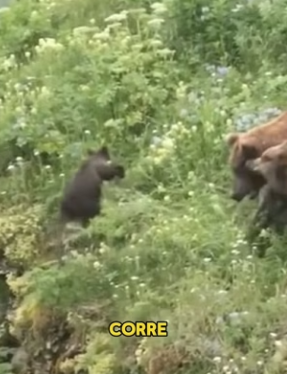 R0802008 mother bear fiercely protects her cubs, confronting male bear (Parte 2)