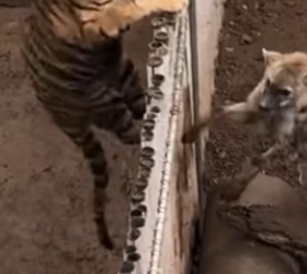 R0802009 hyena decided to challenge tiger to duel! (Parte 2)