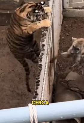 R0802009 hyena decided to challenge tiger to duel! (Parte 2)