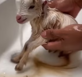 P0502010 friendship story between lion goat (Parte 2)