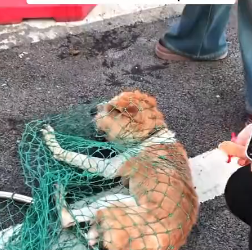 R0802011 encountered an injured dog on road (Parte 2)