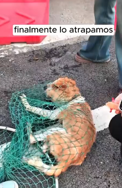 R0802011 encountered an injured dog on road (Parte 2)