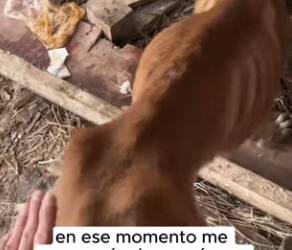 R0802013 saw dog on street was almost starving to death (Parte 2)