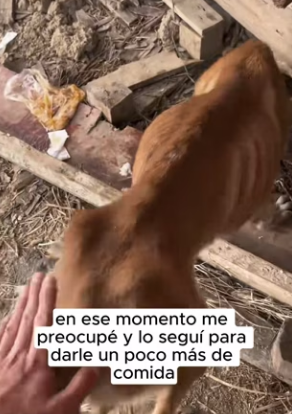 R0802013 saw dog on street was almost starving to death (Parte 2)