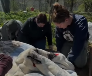 O0802012 Animales tienen sentimientos (Parte 2)