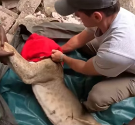 O0802004 Animales saben en quien confiar (Parte 2)