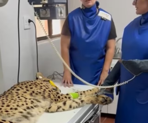 O0802002 Animales también merecen felicidad (Parte 2)